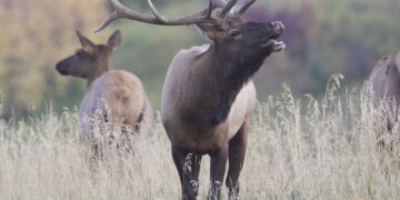 Fall elk migration: A call for connected landscapes